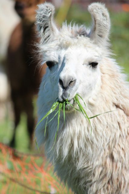 lama