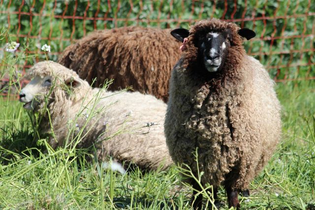 sheep-2