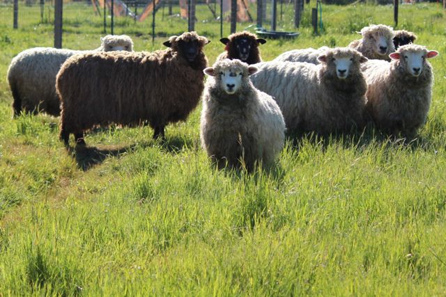 sheep