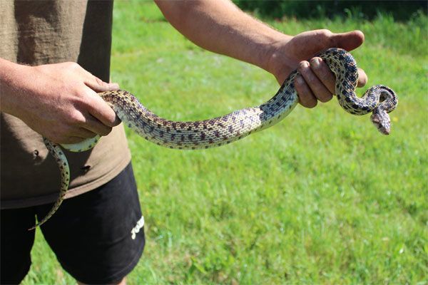 snake1