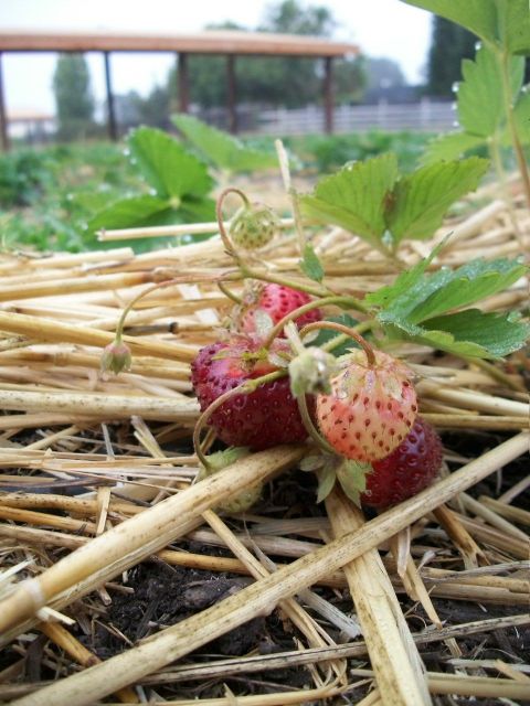 strawberries