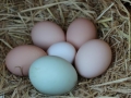 eggs