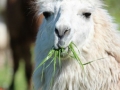 lama