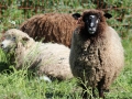 sheep-2