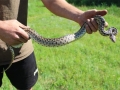 snake1