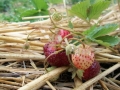 strawberries